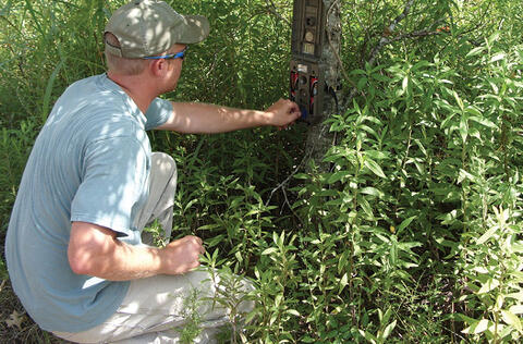 A person checks a game camera mounted on a small tree trunk.