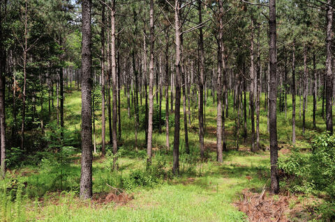 A forest of similarly sized pine trees with some brush and grass on the floor.