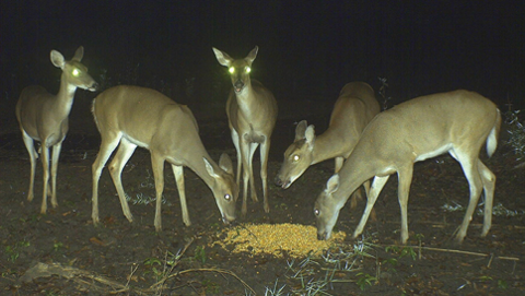 Several does at a pile of feed.