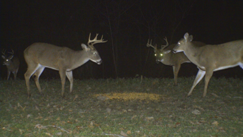 Three bucks and a doe at a bait site.