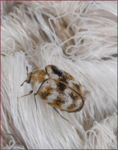 Close-up of a brown and white checkered beetle on a piece of carpet.