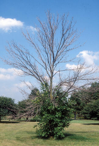 A tree with bare limbs at the top and green limbs sprouting at the bottom.