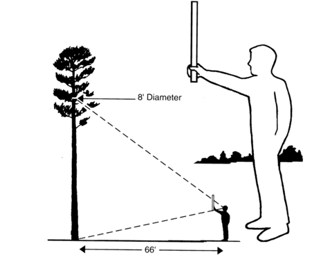 An illustration demonstrating the proper way to measure tree height, described in text under Height Measurement.