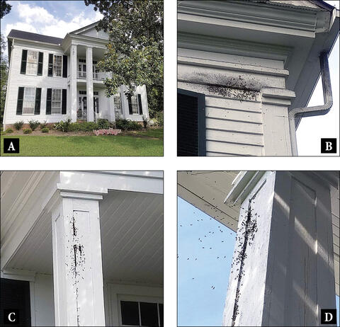 5A. A large old house. 5B. Black discoloration on the side of a house. 5C and 5D. Bees swarming around a porch column.