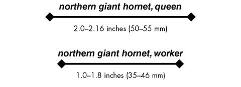 northern giant hornet, queen 2.0–2.16 inches (50–55 mm) northern giant hornet, worker1.0–1.8 inches (35–46 mm)