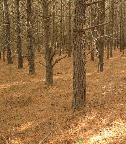 Rows of pine trees with no foliage. The forest floor is covered with brown pine needles.