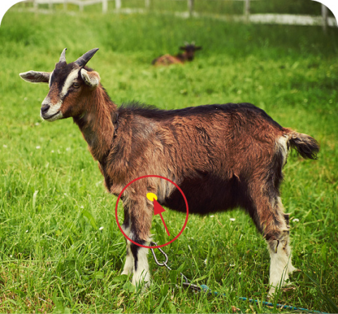 A goat in a field with the SQ injection area circled.