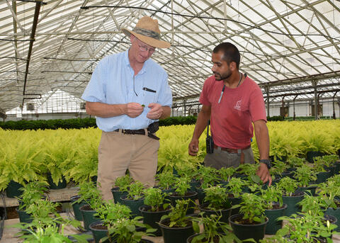 Dr. Blake Layton in a commercial nursery with a student.