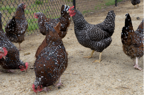 Several chickens in a fenced area.