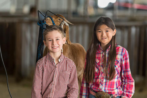 A boy and a girl standing in front of a goat.