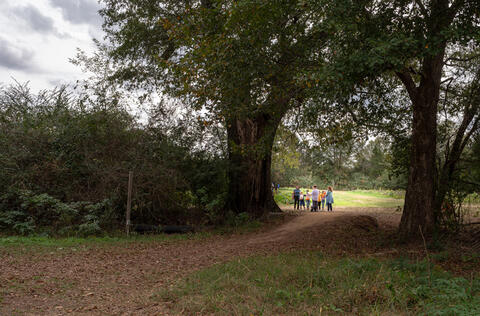 A group of children and adults walking past oak trees and into a farm.