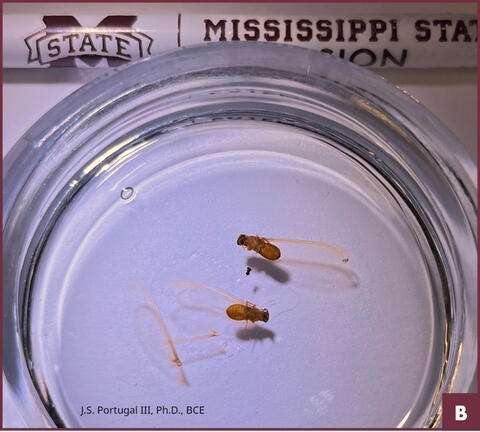 Two swarmers in a dish of liquid.