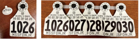 Example beef/dairy cattle ear tags.