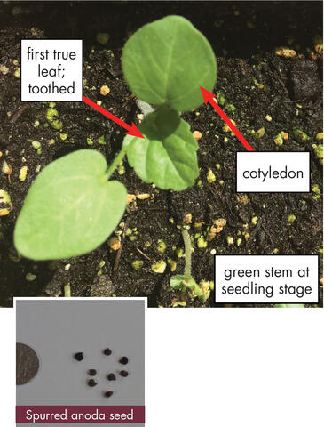 Spurred anoda weed with smooth, oval leaves and toothed margins on the foliage. Seed photo: Spurred anoda seeds next to a dime for size comparison. Small, brown, and round.