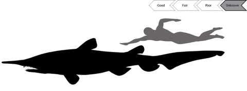 Current status of Goblin Shark population is unknown.