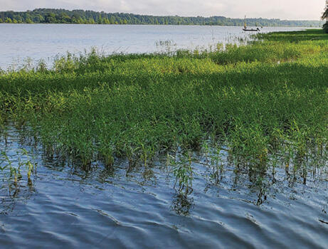 A thick stand of tall, green plants grow in the middle of a pond.