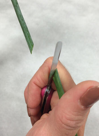 A person cuts a flower stem at an angle.