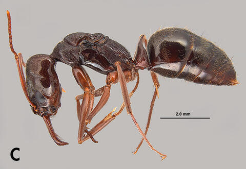 Photo C: Close-up side view of a female two-spined trap-jaw ant. 