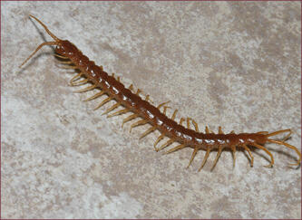 A long, slender-bodied arthropod with many legs.