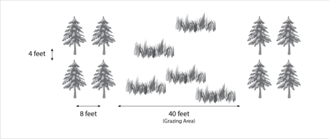 Four trees separated by four feet vertically and eight feet horizontally, with forty feet of grazing area separating two-tree row plantings.