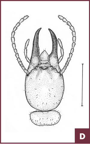 Drawing of a teardrop-shaped Formosan head.