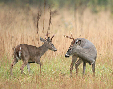 Two bucks in a field.
