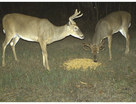 Two deer photographed feeding.