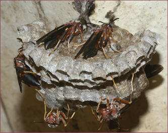 Red wasps are larger than Guinea wasps and have a more painful sting.