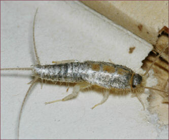 An elongate, silver insect with three long bristles on its rear end.