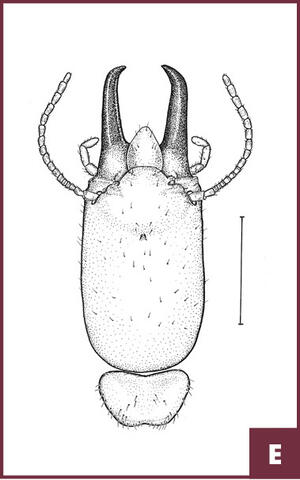 Drawing of a rectangular EST head.