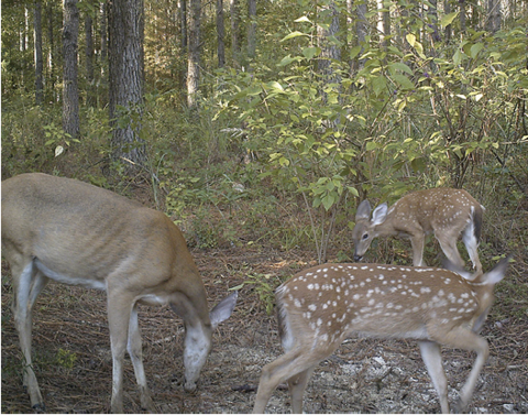 A doe with two spotted fawns.