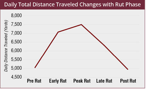 The daily total distance traveled (in yards) based on the rut phase: pre-rut, about 5,000; early rut, about 7,100; peak rut, about 7,500; late rut, about 6,250; and post-rut, about 5,000.