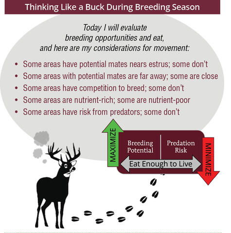 Thinking like a buck during breeding season. A deer is thinking, "Today I will evaluate breeding opportunities and eat, and here are my considerations for movement: Some areas have potential mates near estrus, and some don't. Some areas with potential mates are far away, and some are close. Some areas have competition to breed, and some don't. Some areas are nutrient-rich, and some are nutrient-poor. Some areas have risk from predators, and some don't." During the breeding season, buck
