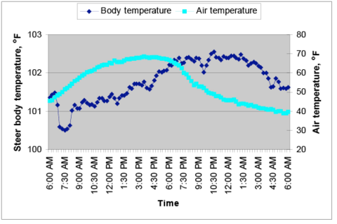 On a cold day at 6 a.m., steer body temperature was a little over 101, dropped to 100.5 at 7:30, then steadily increased throughout the day, and evening to about 102.5. Temp stayed roughly 102.5 through the night and early morning hours, when it began to decrease slightly around 3 a.m. The final temperature reading at 6 a.m. the following day was about 101.5.