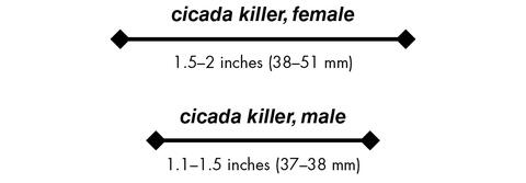 cicada killer, female 1.5–2 inches (38–51 mm) cicada killer, male 1.1–1.5 inches (37–38 mm)