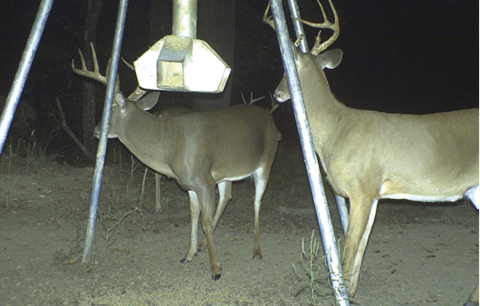 Two deer with equipment blocking the view.