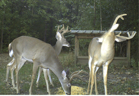 Three deer eat from a pile of food on the ground.