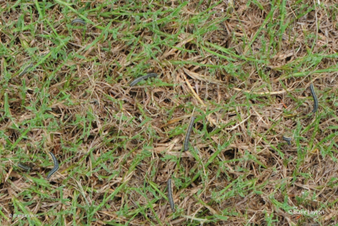 Many large caterpillars crawling in a lawn.