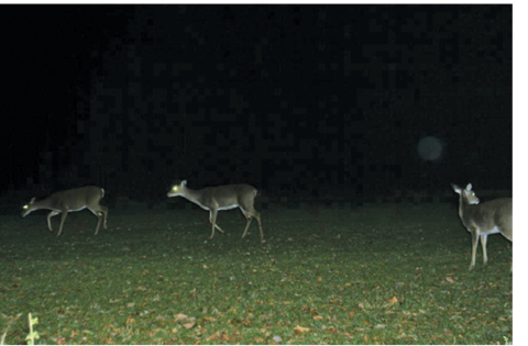 Three deer in a dark field.