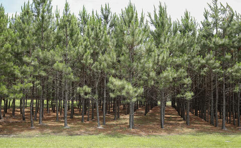 Rows of young pine trees.