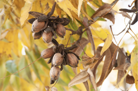 Cluster of pecans hanging from tree.