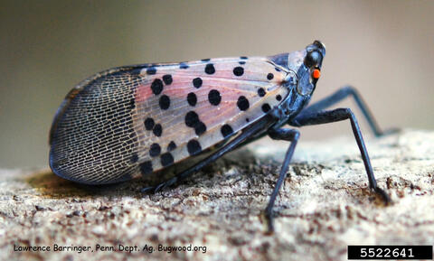 closeup of a purple-colored insect with black spots