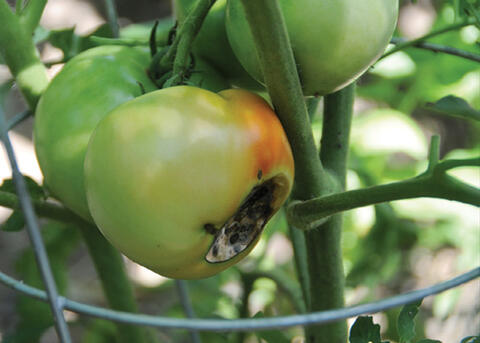 Tomato with Blossom End Rot