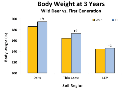 Comparison of body weight at 3 years of wild deer versus first generation. In the Delta and thin loess regions, first-generation deer were about 9 pounds heavier than wild; in the lower coastal plain, first-generation deer were about 1 pound heavier than wild deer. 
