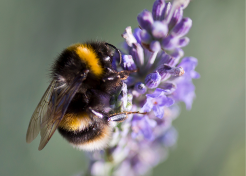 Bumble Bee on flower.