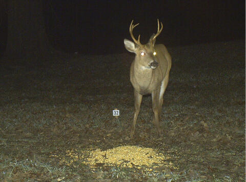 A deer at a pile of food with a small sign nearby.