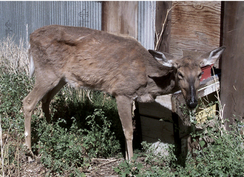 An emaciated deer stands on grass. The deer holds its head low and its hind legs look unstable.