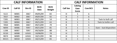 An example of calf information entries including cow ID, calf ID, sire ID, birthdate, birth weight, calf sex, calving ease score, cow BCS, notes. 
