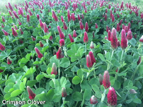 Crimson clover described in text.
