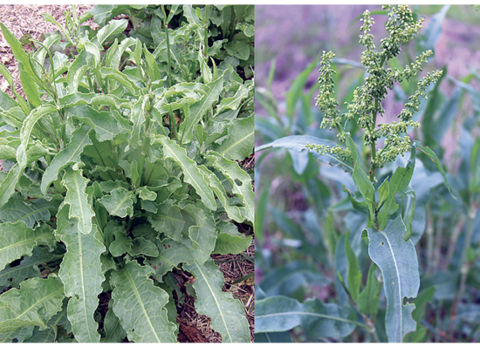 Side-by-side images of curly dock. The left highlights the plant's broad, lobed leaves, and the right displays the plant's flowering seed head.